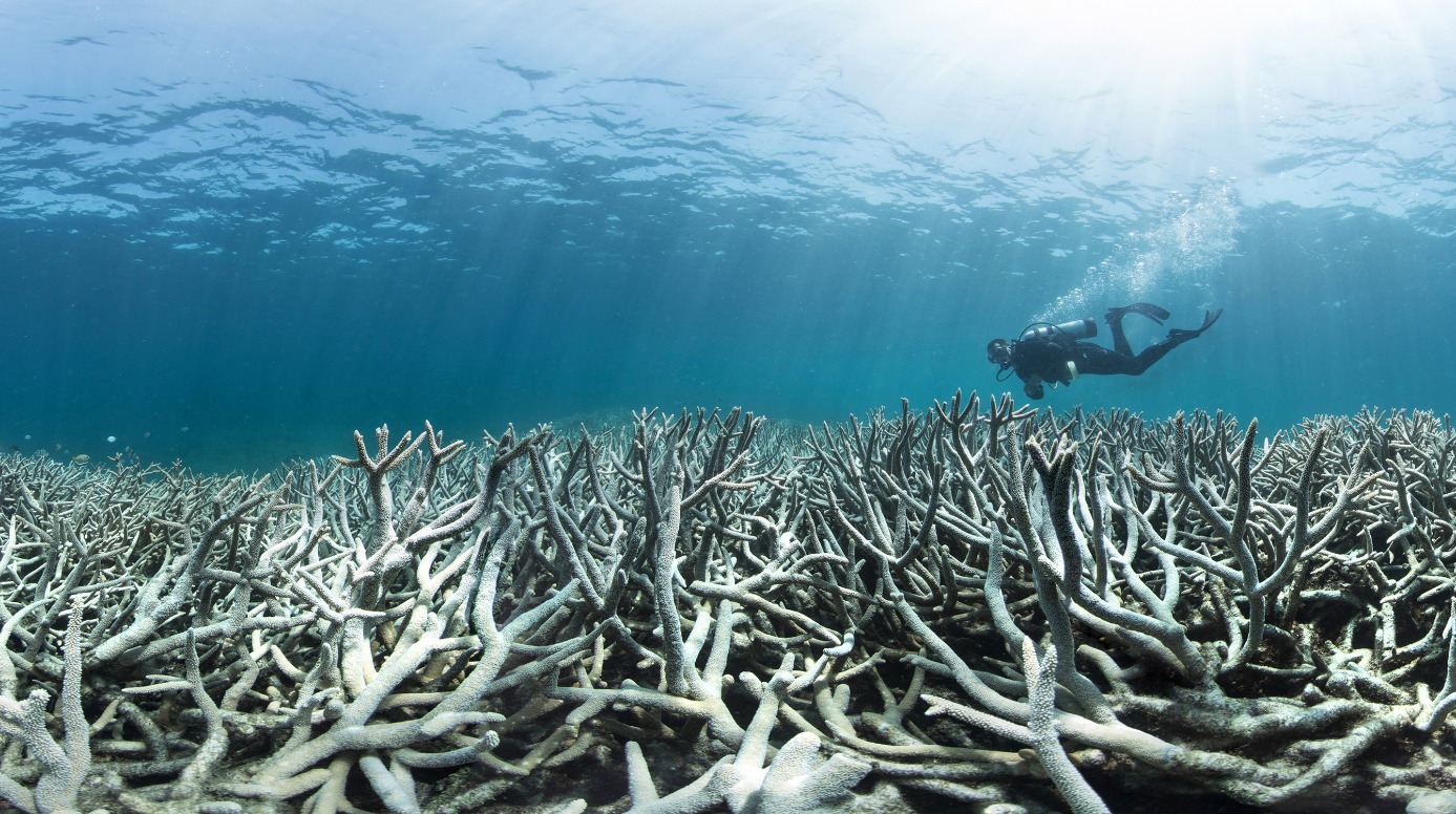 Photo of a bleached coral reef.